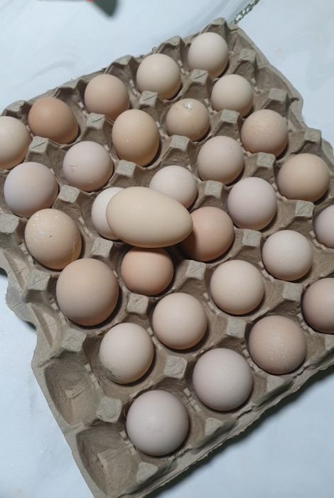 Кучин сицевый жұмыртқасы