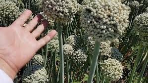 Яхши сортли пиёз уруг пучи ёк тозаланган