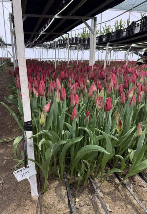 Тюльпаны ПРЕМИУМ СОРТ! Гиганты!