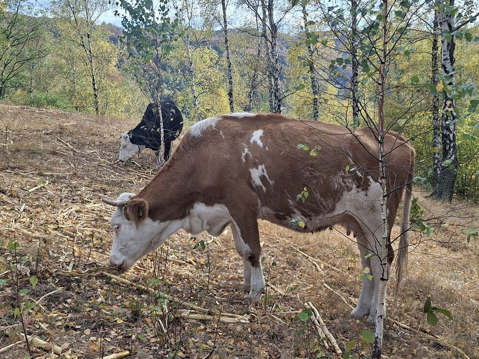 Vând vaca de trei ani cu vitel