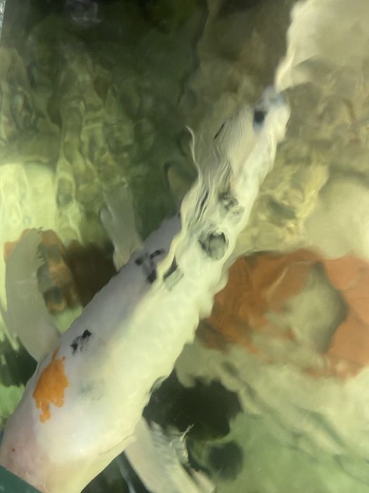 Продам карпа кои