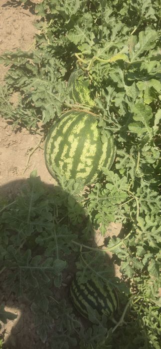 Дыня  арбуза на любой вкус
