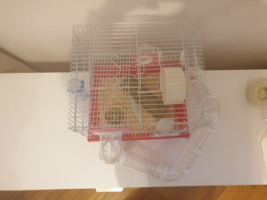hamster alb cu ochi negri are 9luni si este fetița  este rasa hamster pitic si este dragalas este cuminte si este energic noaptea si ziua este energic