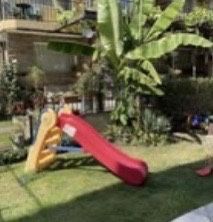 Бананова палма/банан/