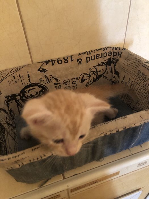 Отдам котят 2 месяца