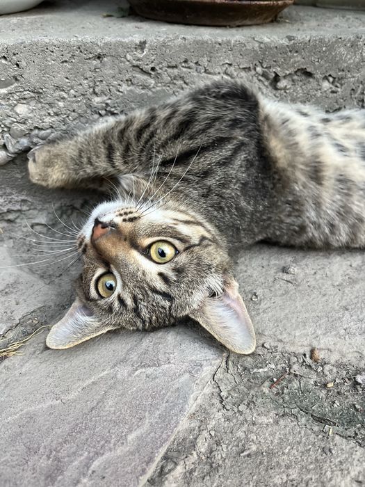 Отдам бесплатно котят