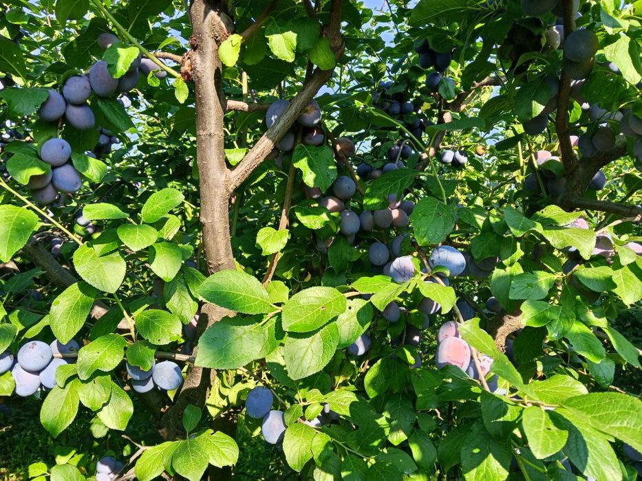 Prune centenar de consum