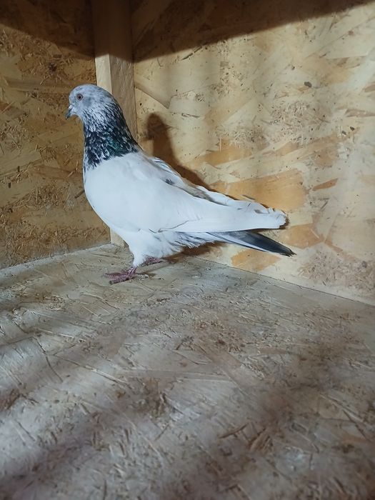 Голуби голуби голуби