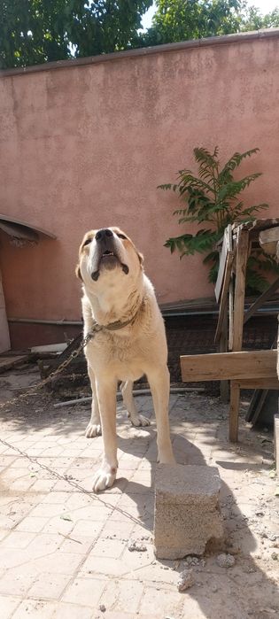 Тобет ит(собака) бесплатно