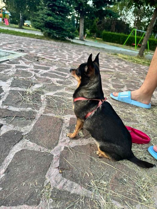 ПОДАРЯВАТ се ЗАЕДНО 2 мини пинчер/чихуахуа/подаряваме/