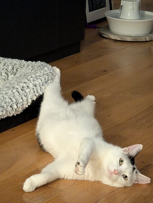 Muna cauta domiciliu permanent - Adoptie