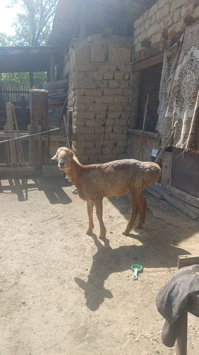 Тоқты сатылады семіз