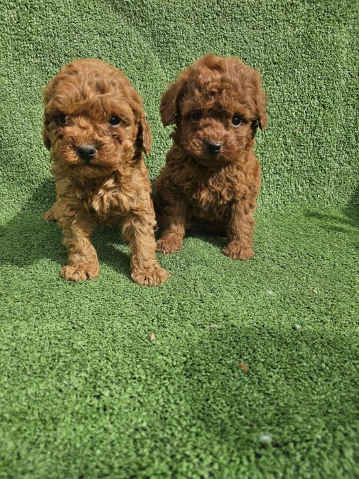 Мини Той пудел женско