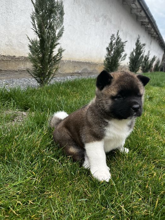 Femela Akita American