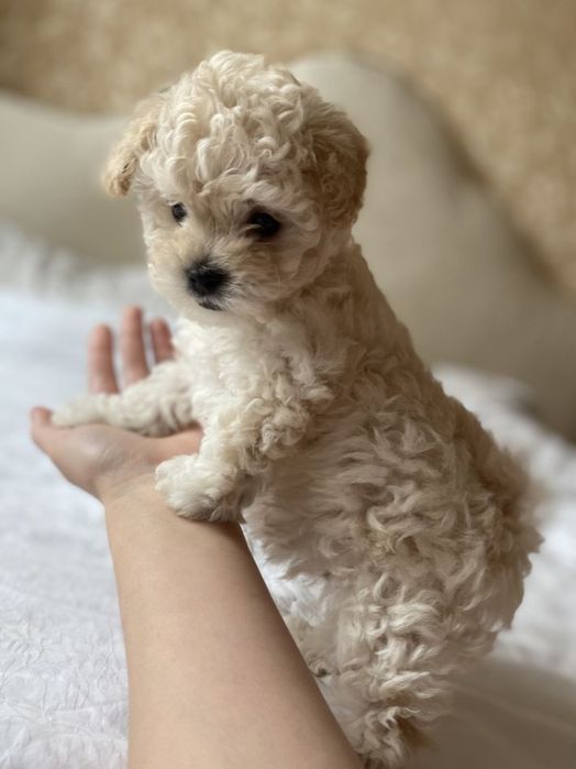 Мальтипу Ф_2 есть девочки и мальчики