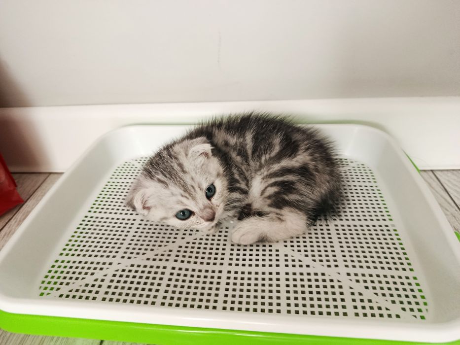 Продам Котенка Шотландских Вислоухий