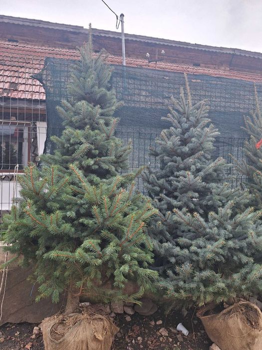 Brazi, arțari și magnolii – arbori decorativi de vânzare