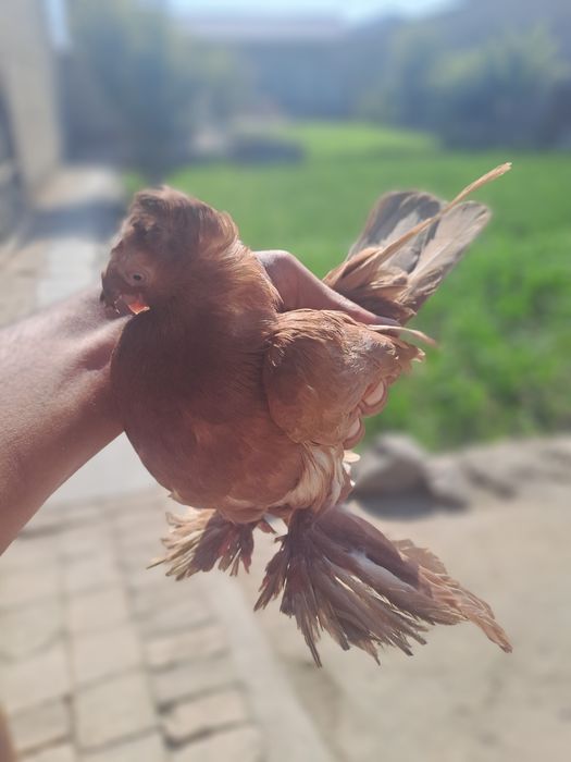 Jolti moda dvux chubi