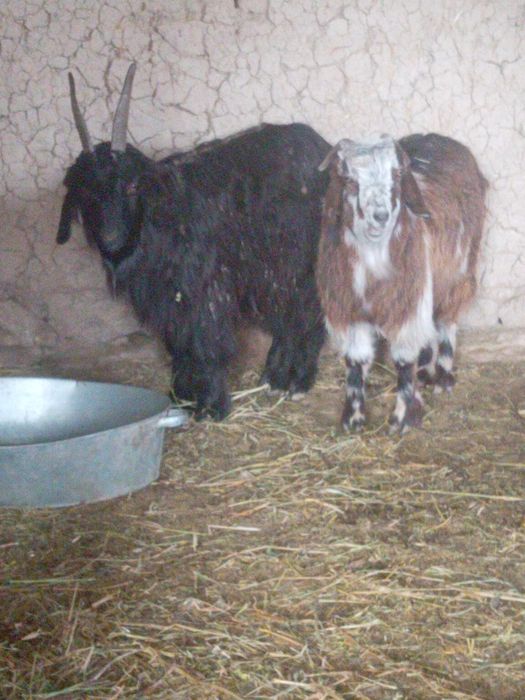 7 шт бойдақ 2 ешкі 5 шыбыш 35000 нан