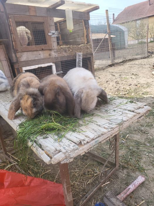 Iepuri berbec german