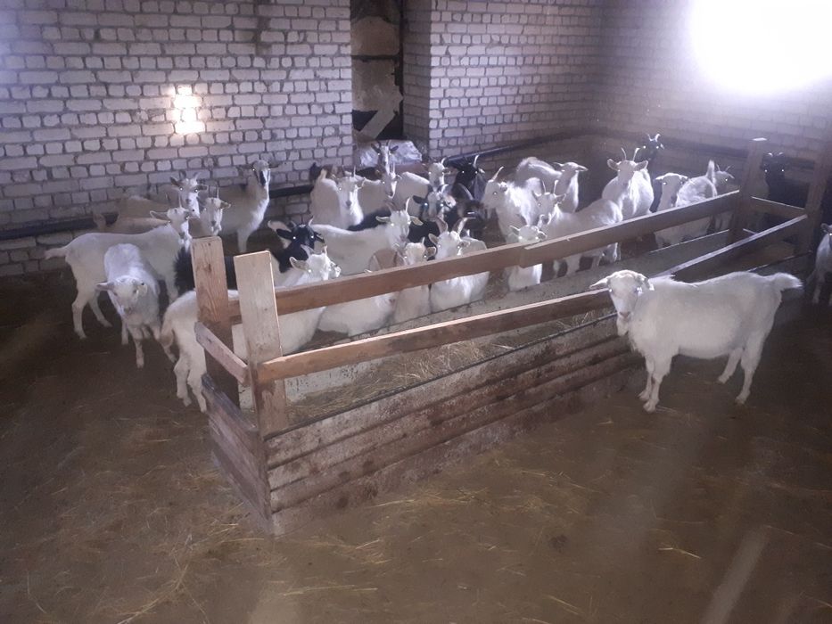 Продам крестьяское хозяйство