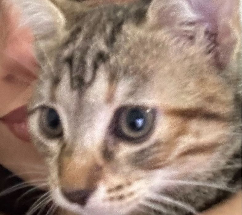 Търси се любящ дом за гальовна котка Зевс