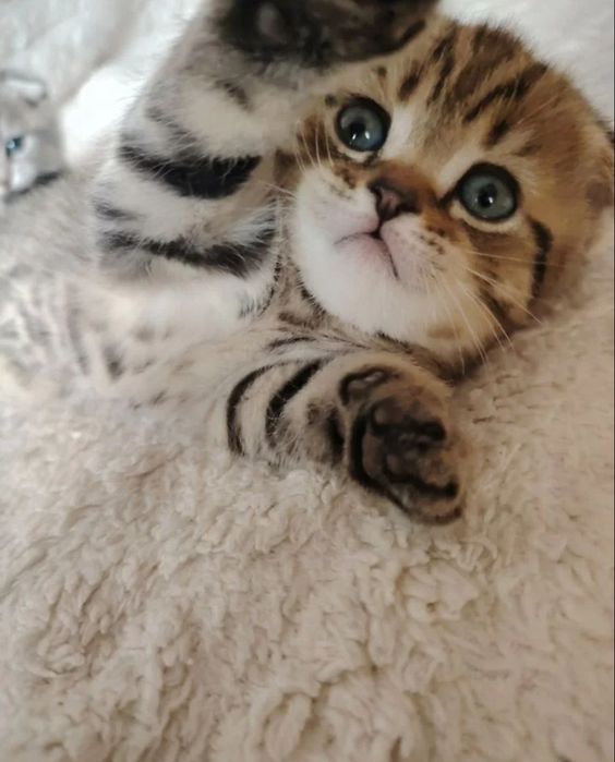 Шикарнык котята, 1.5 мес