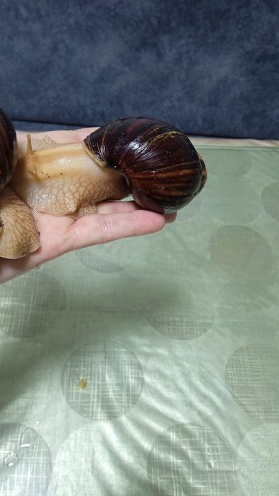 Продам улиток Ахатин