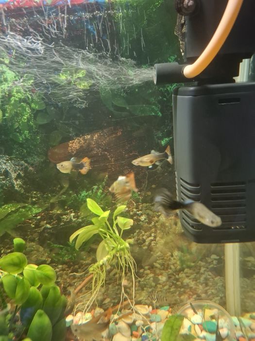 Гуппи обмен на цихлиды