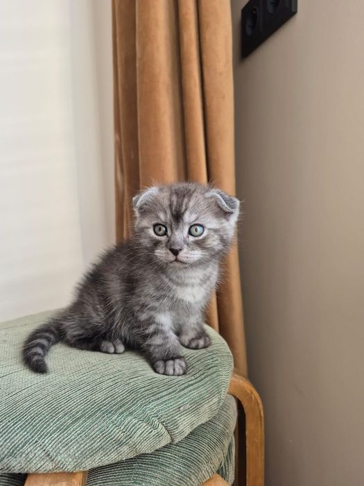 Продам пародистых котят