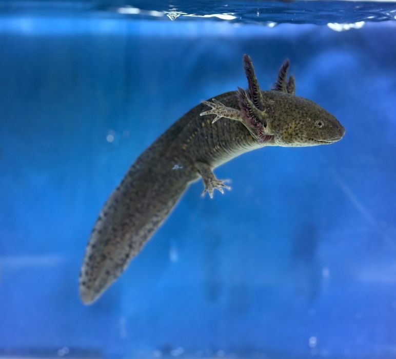 Axolotl Leucistic si Wild