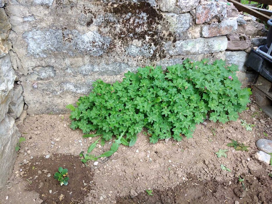 Продава се Парцел в с. Комщица, Област София-област - 1235 кв.м за 40 €/кв.м - Снимка #7