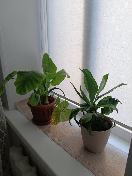 Продам растения для дома и офиса