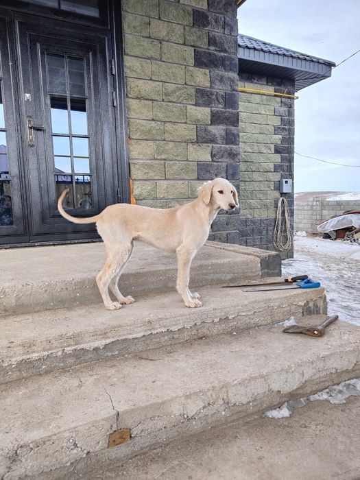 Тазы 5-6айлық еркек