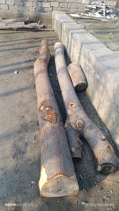 Павлония дарахт сотилади