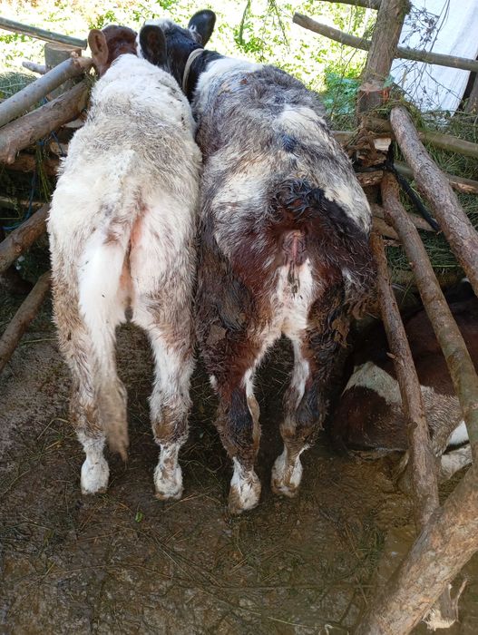 Animale vitei și vaci