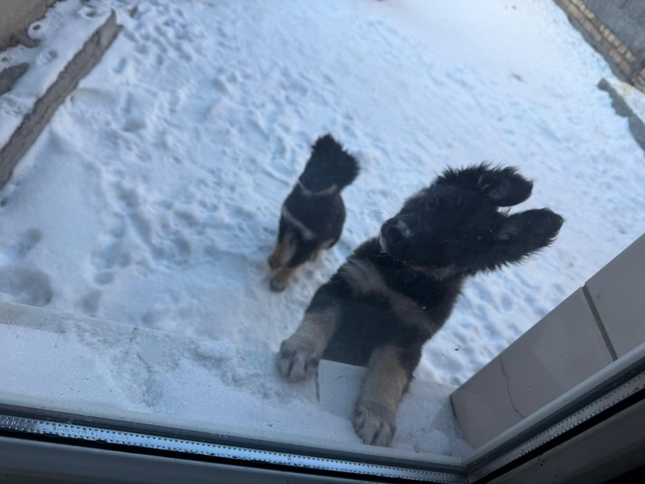 Дарю щенят!       .