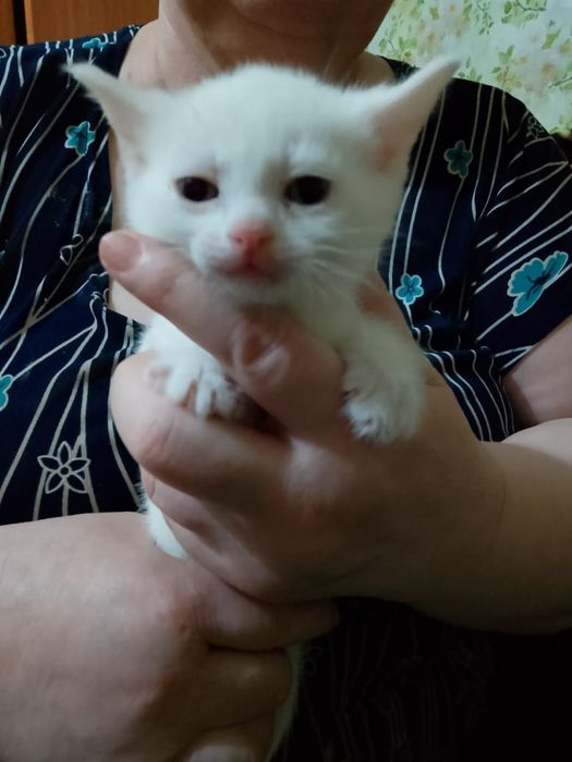 Отдам котят, срочно!