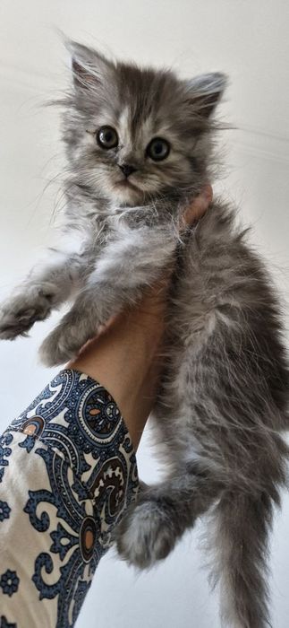 Scottish Fold ва Scottish Straight мушук болалари сотилади