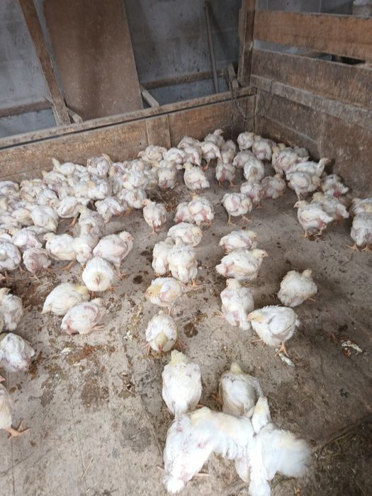 Pui mari albi de carne și rasa mixta cabir