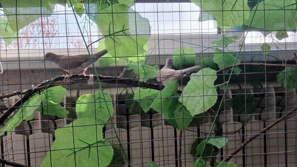 Австралийские бриллиантовые горлицы