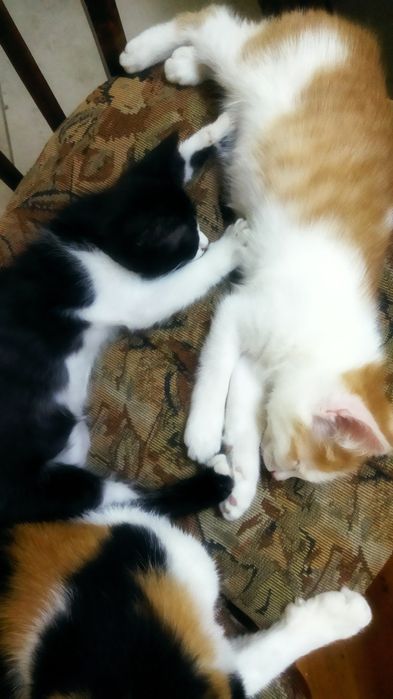 Котята игривые...