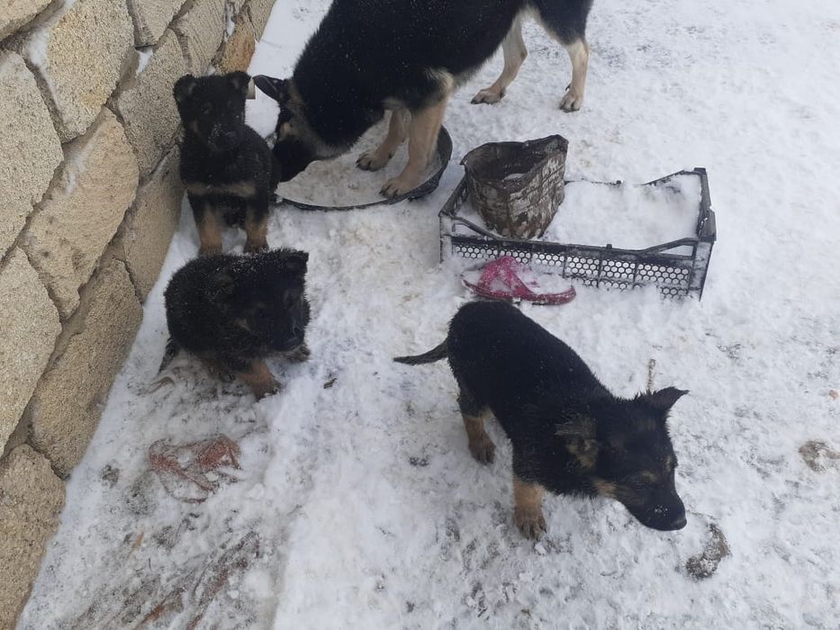 Щенки восточно европейской овчарки