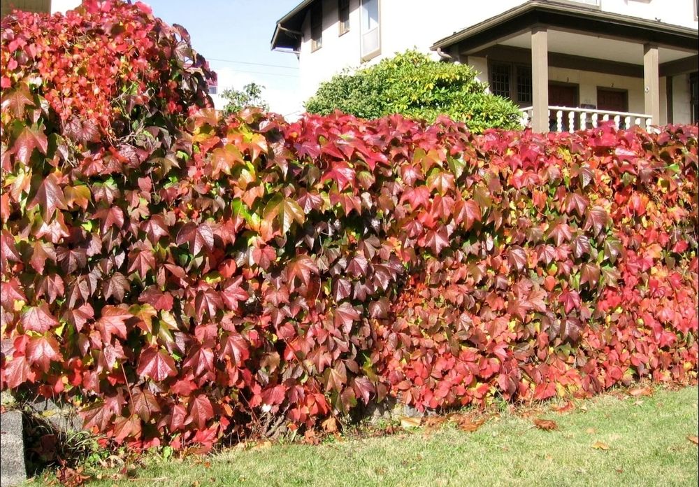 Manzarali gul Девичий виноград пятилисточковый