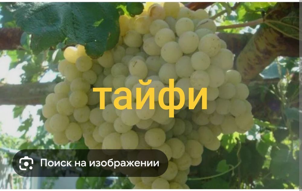 Продам саженцы винограда