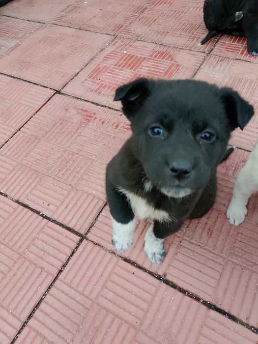 Подарявам кученца