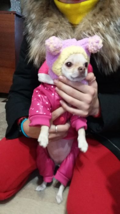 Одежда для животных. Шапочки.