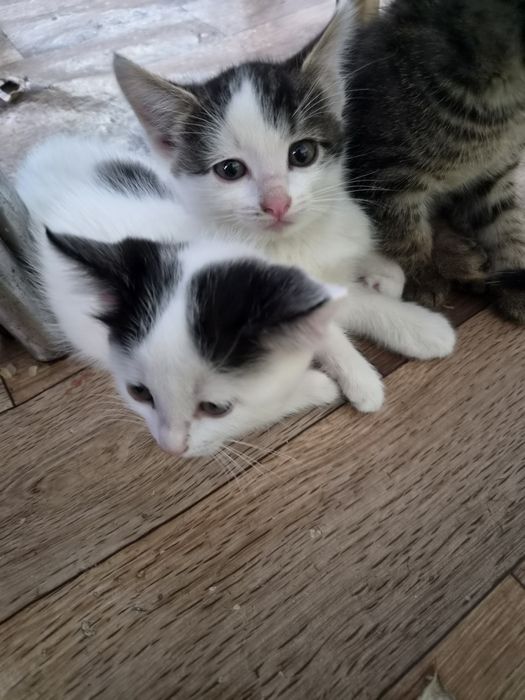 Домашние котята котята