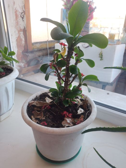 Продам цветы комнатнын