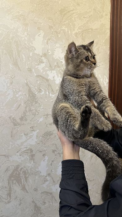 Mushuk sotiladi britan